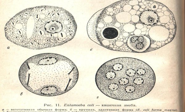 Ротовая кишечная и дизентерийная амеба