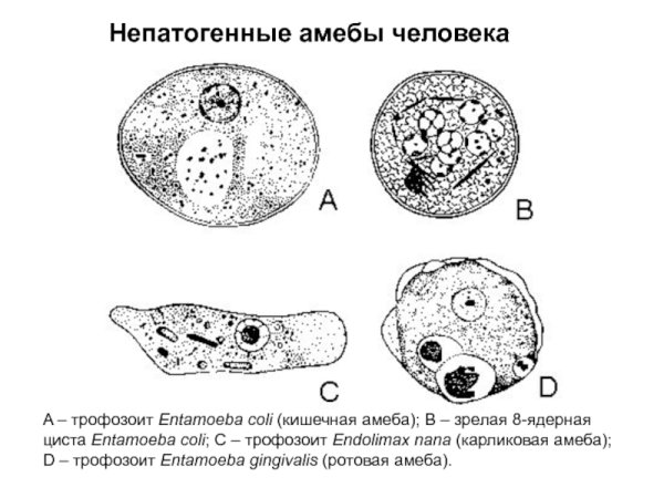 Lamblia intestinalis циста