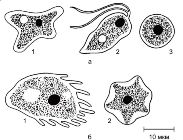 Кишечная амеба (Entamoeba coli)