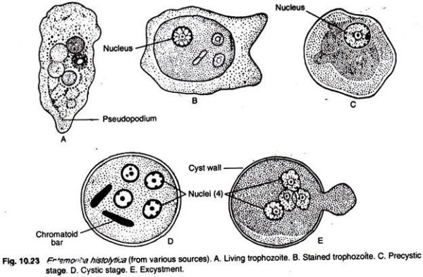Циста дизентерийной амебы