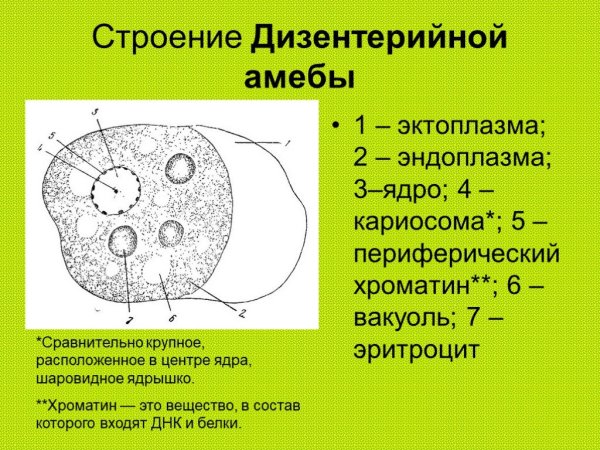 Инфузория Balantidium coli