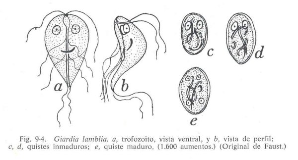 Entamoeba histolytica тканевая форма