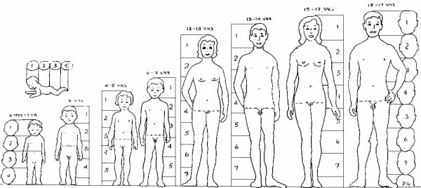 Пропорции тела человека по возрастам