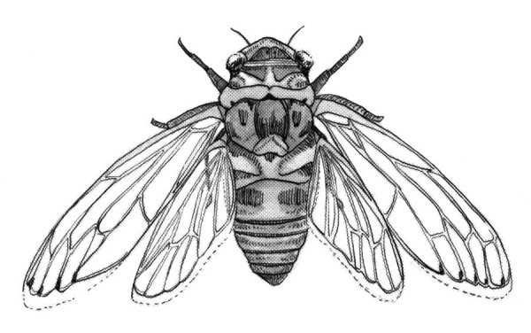 Цикада тату эскиз