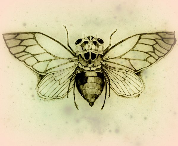 Цикада референс