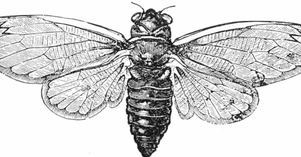 Цикада Графика