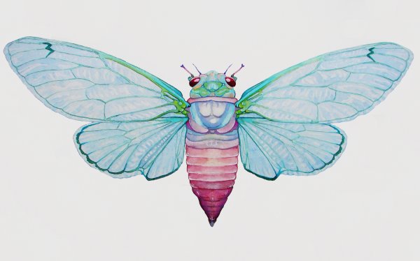 Цикада иллюстрация