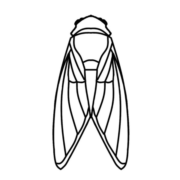 Цикада раскраска