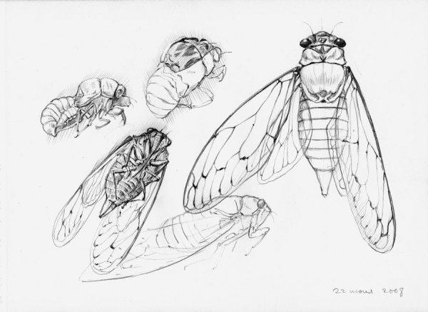 Муха цикада