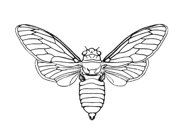 Бражник раскраска