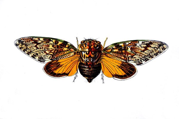 Цикада рисунок