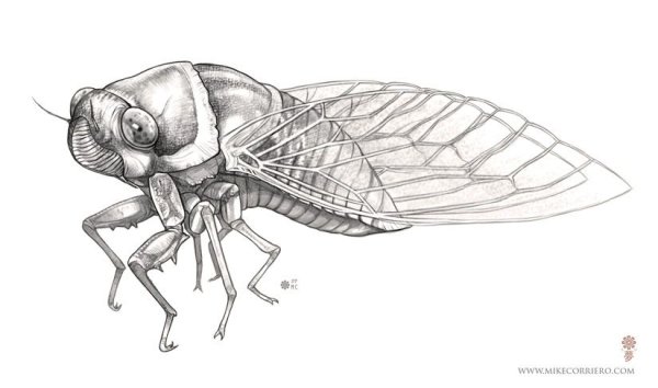 Цикада черно белая