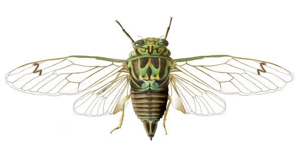 Цикада на белом фоне