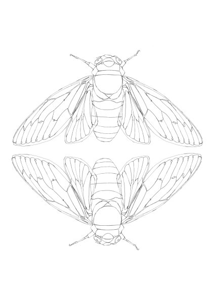 Тату цикада скетч