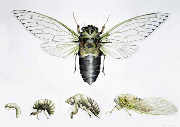 Трансформация в насекомое