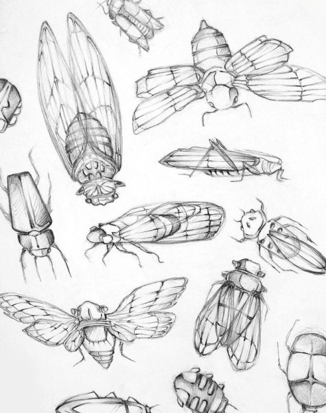 Насекомые карандашом