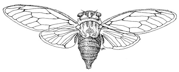 Цикада черно белая