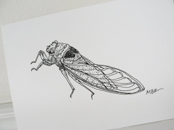 Цикада рисунок карандашом