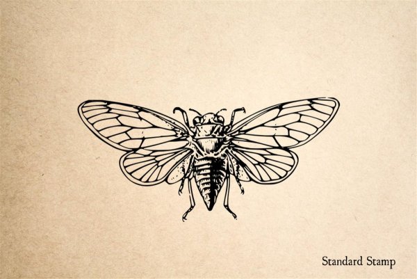 Цикада тату эскиз