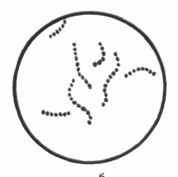 Форма бактерии стрептококки рисунок