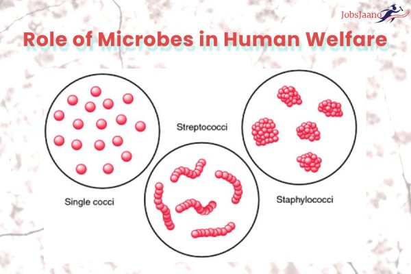 Стрептококк строение