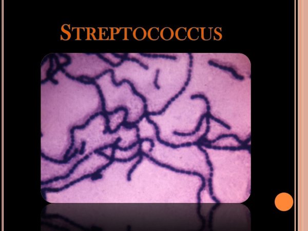 Стрептококки рисунок