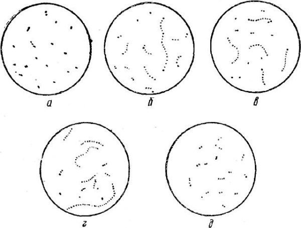 Молочнокислые стрептококки и лейконостоки: