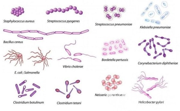 Форма бактерии стрептококки рисунок