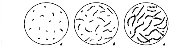 Мезофильный молочнокислый стрептококк