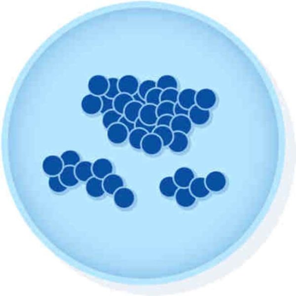 Staphylococcus aureus (ATCC 29213)