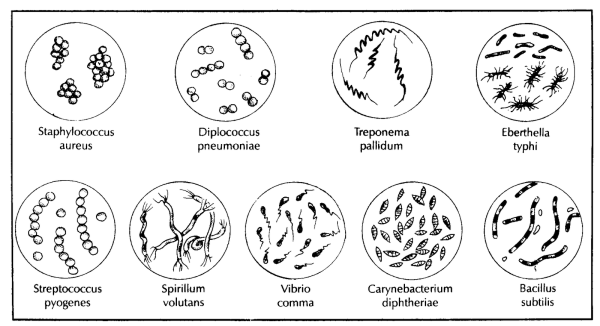Стафилококки рисунок