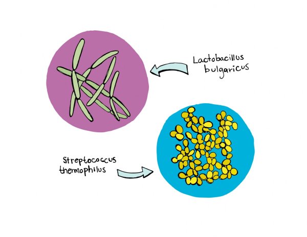 Болгарская палочка и термофильный стрептококк