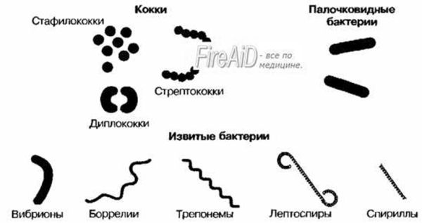 Формы бактерий шаровидные палочковидные извитые