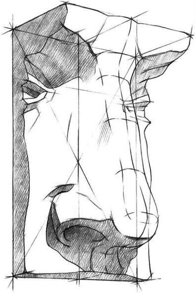 Нос Давида гипс построение