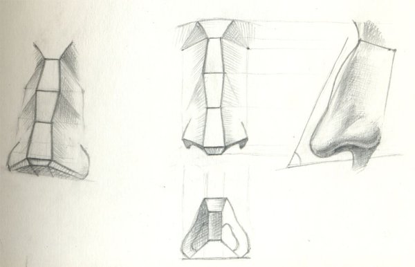 Готфрид Баммес анатомия носа