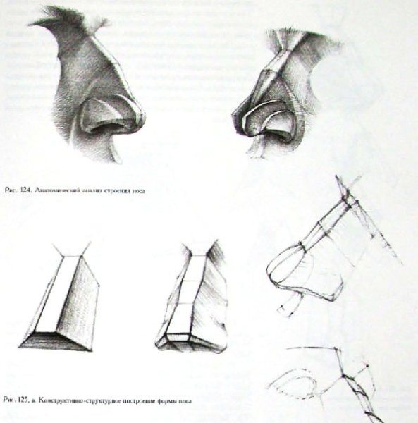 Готфрид Баммес анатомия носа