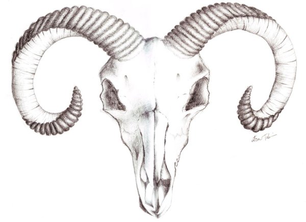 Тату рога барана