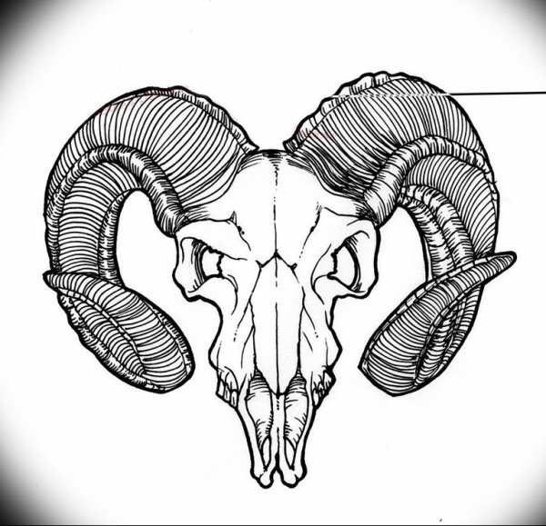 Череп козла вид спереди