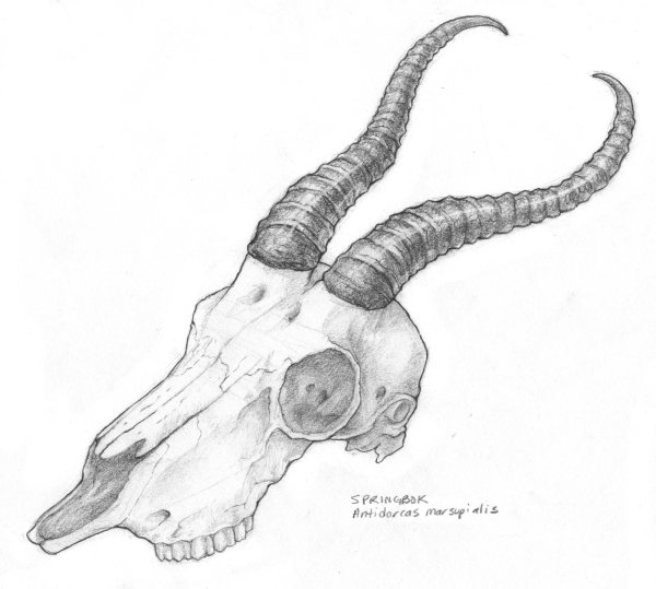 Черепа животных с боку