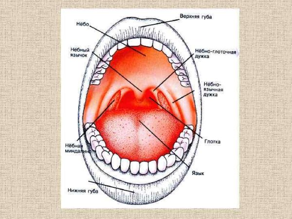 Мягкое небо строение анатомия