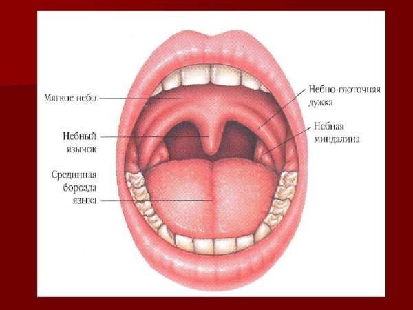 Небно язычная и небно глоточная дужка