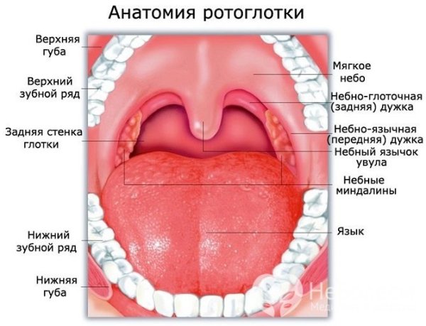 Анатомическое строение ротовой полости