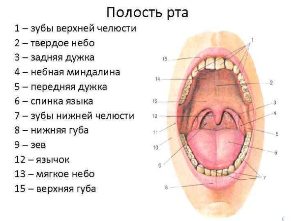 Строение ротовой полости сбоку