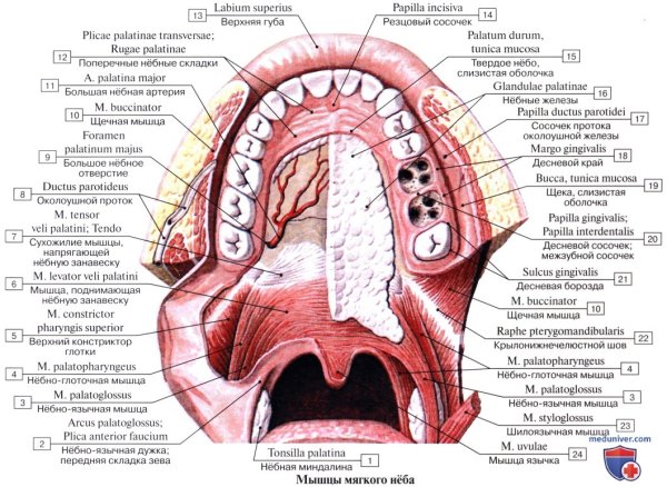 Строение ротовой полости и зева