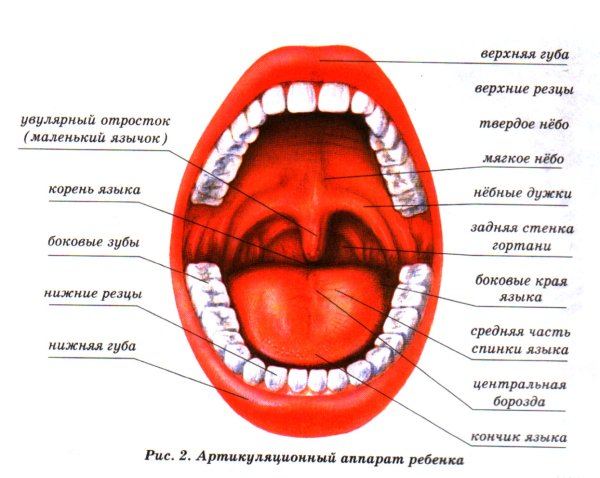 Полость рта сбоку анатомия