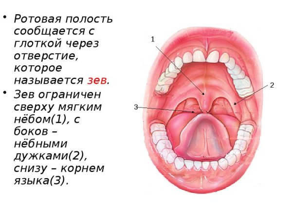 Белый налет на небных миндалинах