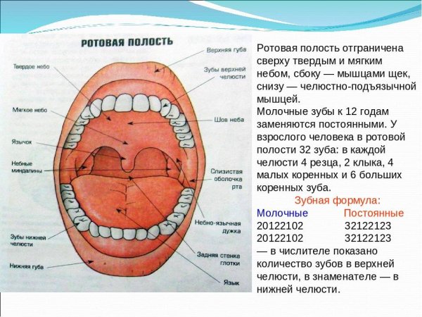 Ротовая полость анатомия латынь