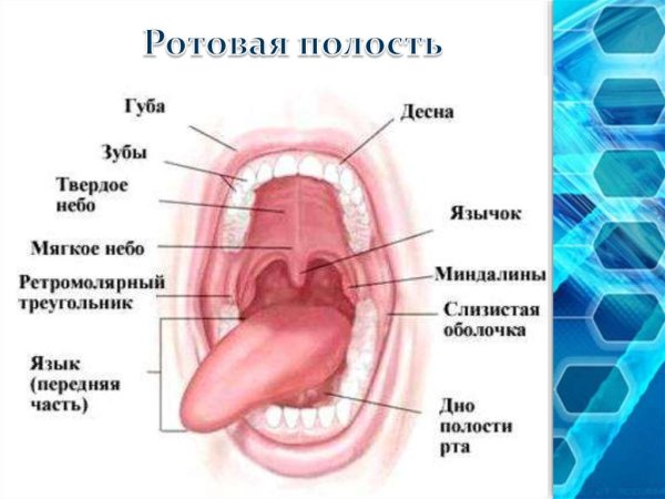 Анатомическое строение ротовой полости человека