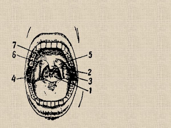 Лимфоидные узелки на миндалинах