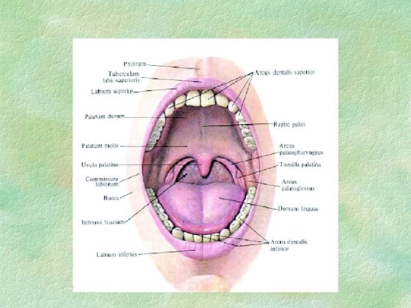 Воспаление небно глоточной дужки